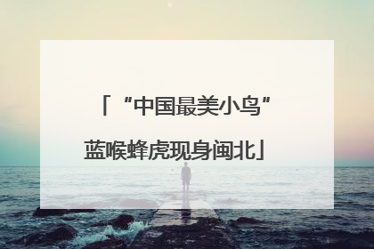 “中国最美小鸟”蓝喉蜂虎现身闽北