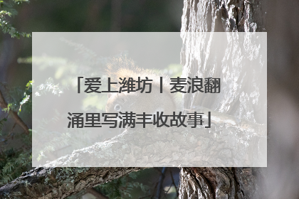 爱上潍坊丨麦浪翻涌里写满丰收故事