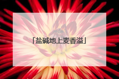 盐碱地上麦香溢