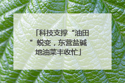 科技支撑“油田”蜕变，东营盐碱地油菜丰收忙