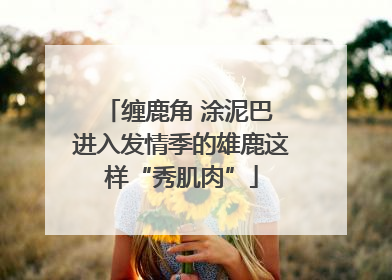 缠鹿角 涂泥巴 进入发情季的雄鹿这样“秀肌肉”