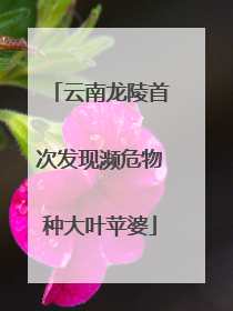 云南龙陵首次发现濒危物种大叶苹婆