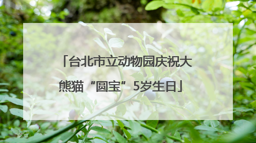 台北市立动物园庆祝大熊猫“圆宝”5岁生日