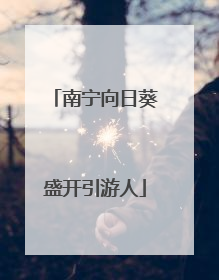 南宁向日葵盛开引游人
