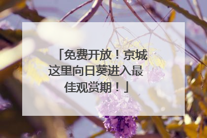 免费开放！京城这里向日葵进入最佳观赏期！