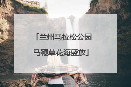兰州马拉松公园 马鞭草花海盛放