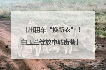 出租车“换新衣”！白玉兰绽放申城街巷