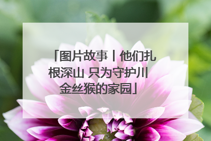 图片故事丨他们扎根深山 只为守护川金丝猴的家园