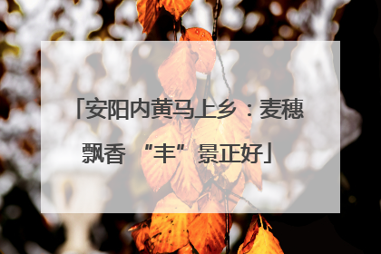 安阳内黄马上乡：麦穗飘香 “丰”景正好