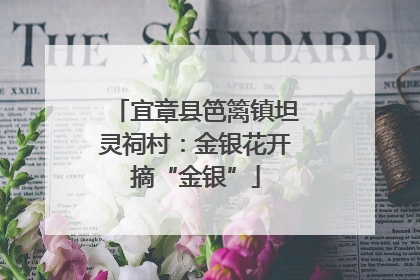 宜章县笆篱镇坦灵祠村：金银花开摘“金银”
