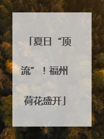 夏日“顶流”！福州荷花盛开