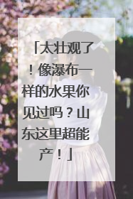 太壮观了！像瀑布一样的水果你见过吗？山东这里超能产！