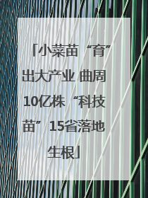 小菜苗“育”出大产业 曲周10亿株“科技苗”15省落地生根
