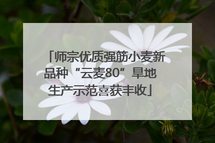 师宗优质强筋小麦新品种“云麦80”旱地生产示范喜获丰收