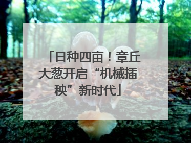 日种四亩！章丘大葱开启“机械插秧”新时代
