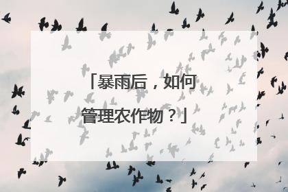 暴雨后，如何管理农作物？