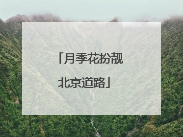 月季花扮靓北京道路
