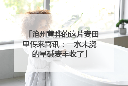 沧州黄骅的这片麦田里传来喜讯：一水未浇的旱碱麦丰收了