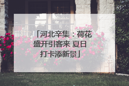 河北辛集：荷花盛开引客来 夏日打卡添新景