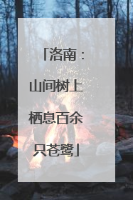 洛南：山间树上栖息百余只苍鹭
