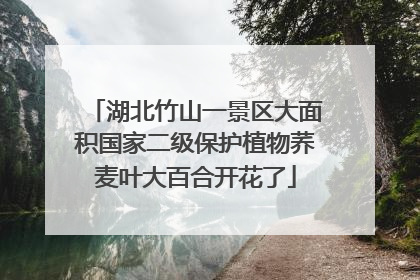 湖北竹山一景区大面积国家二级保护植物荞麦叶大百合开花了