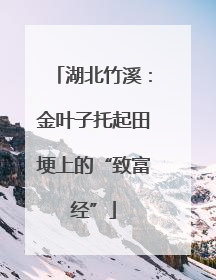 湖北竹溪：金叶子托起田埂上的“致富经”