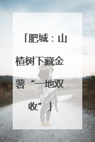 肥城：山楂树下藏金薯“一地双收”