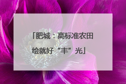 肥城：高标准农田绘就好“丰”光