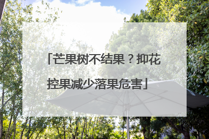 芒果树不结果？抑花控果减少落果危害