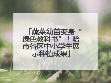 蔬菜幼苗变身“绿色教科书”！哈市各区中小学生展示种植成果