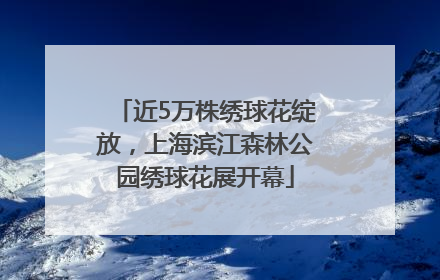 近5万株绣球花绽放，上海滨江森林公园绣球花展开幕