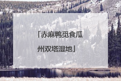 赤麻鸭觅食瓜州双塔湿地