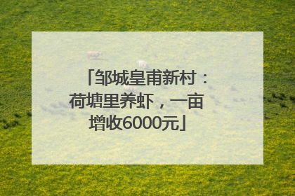 邹城皇甫新村：荷塘里养虾，一亩增收6000元
