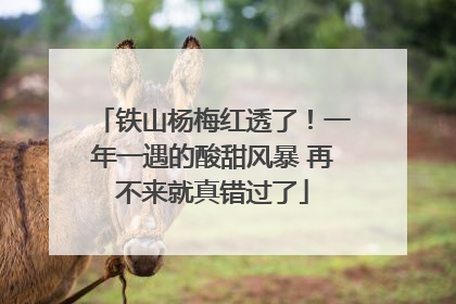 铁山杨梅红透了！一年一遇的酸甜风暴 再不来就真错过了