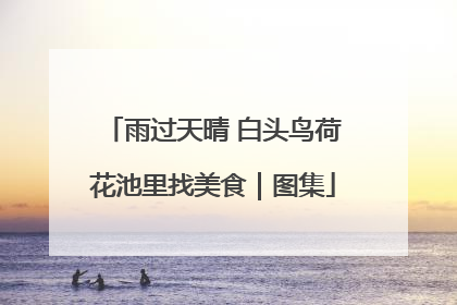 雨过天晴 白头鸟荷花池里找美食｜图集