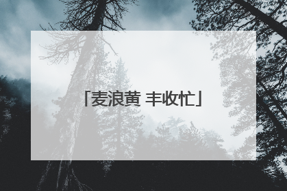 麦浪黄 丰收忙